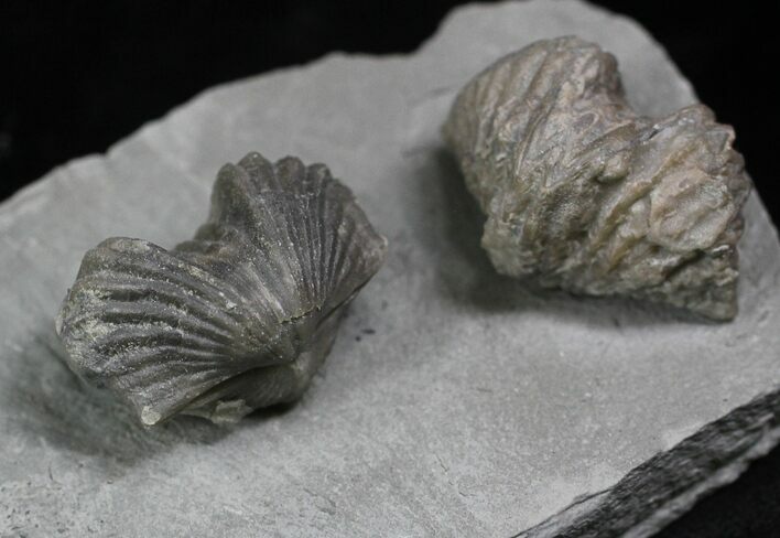 Pair Of Fossil Brachiopods (Platystrophia) - Indiana #25997